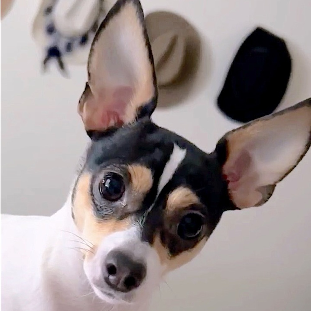 🐾 HI YALL!!”BETTY WHITE” HERE; MY MOMMA IS SELLING EVERYTHING!! Medical bills!!